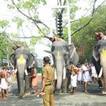 guruvayoor temple elephants race photos 003