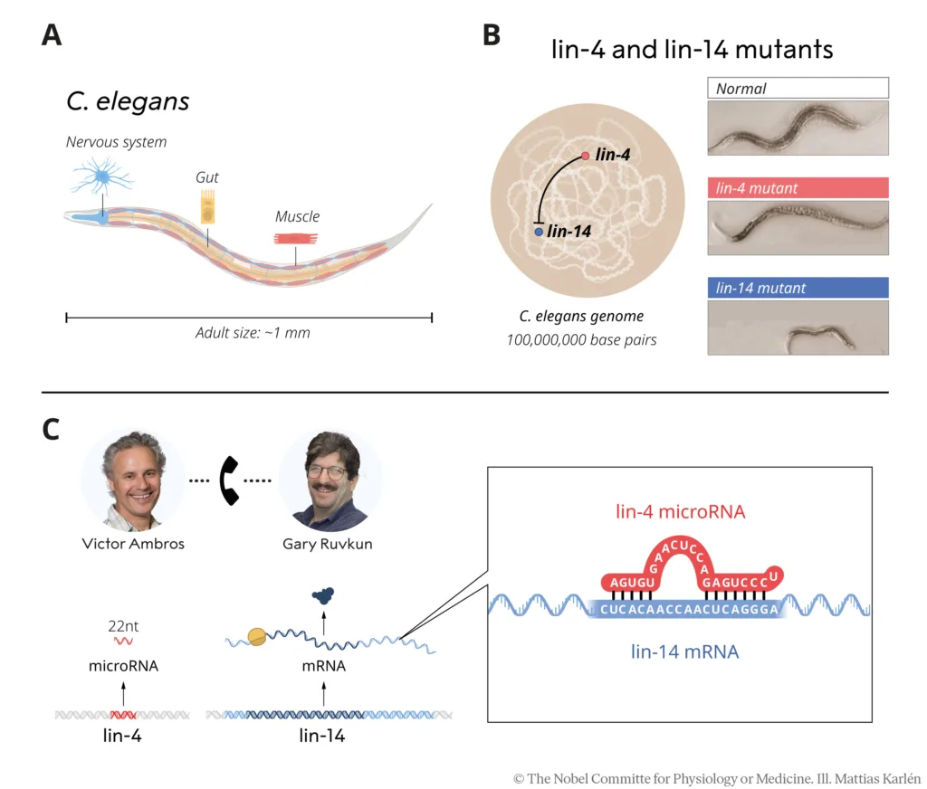 microRNA