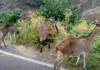 Varayadu kerala wild goat